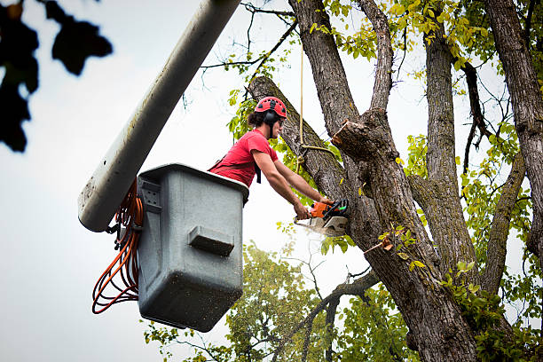 Best Tree Root Removal  in Crownpoint, NM